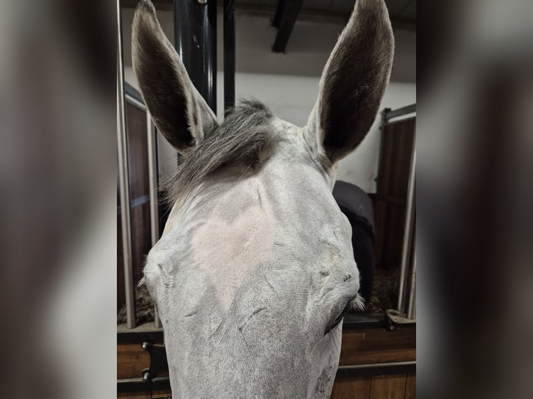 KWPN Gelding 7 years 16,1 hh Gray in Meppen