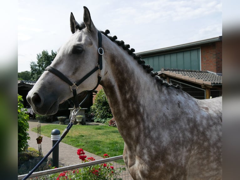 KWPN Gelding 7 years 16.1 hh Grey-Dapple in Dorsten
