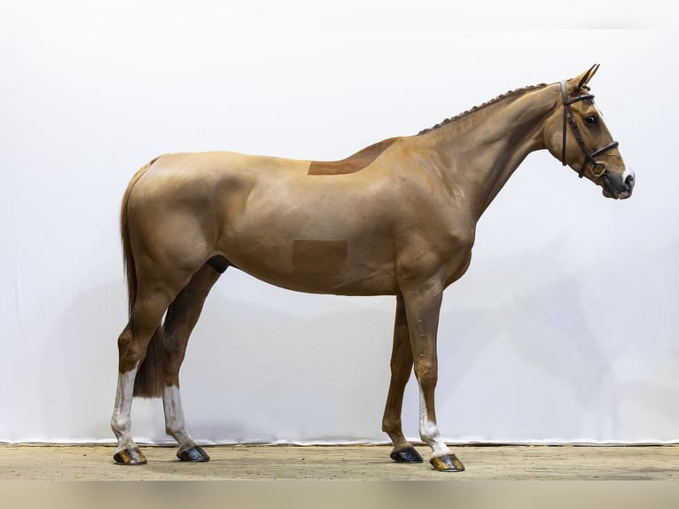 KWPN Gelding 7 years 16.1 hh  in Waddinxveen