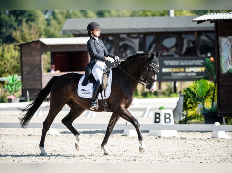 KWPN Gelding 7 years 16,2 hh Black in Cybulice