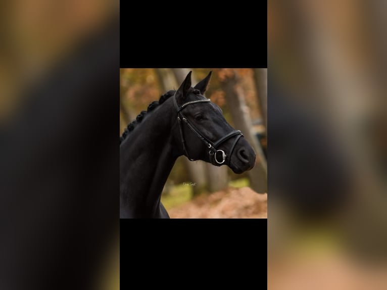 KWPN Gelding 7 years 16,2 hh Black in Oploo