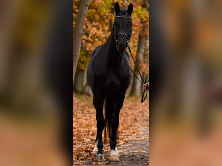 KWPN Gelding 7 years 16,2 hh Black in Oploo