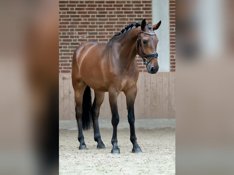KWPN Gelding 7 years 16,2 hh Brown in Goch