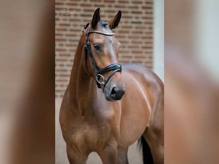 KWPN Gelding 7 years 16,2 hh Brown in Goch