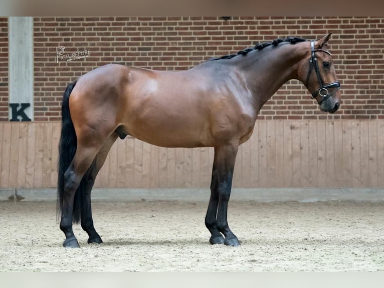 KWPN Gelding 7 years 16,2 hh Brown in Goch