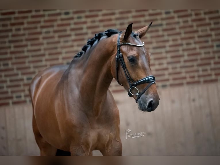 KWPN Gelding 7 years 16,2 hh Brown in Goch