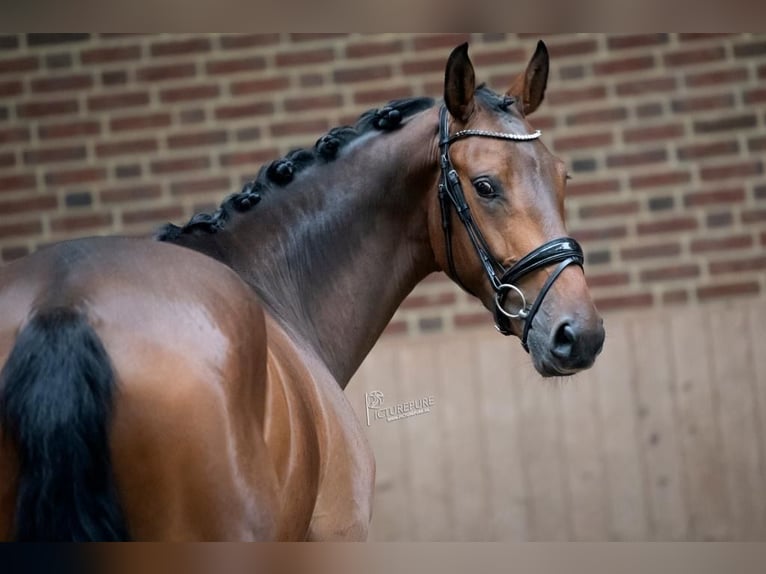 KWPN Gelding 7 years 16,2 hh Brown in Goch