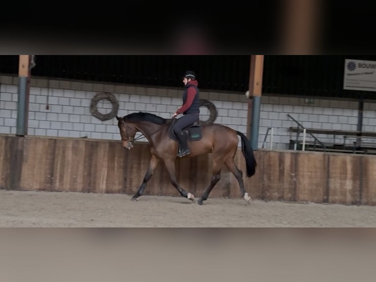 KWPN Gelding 7 years 16,2 hh Brown in Oud Gastel