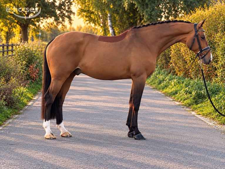 KWPN Gelding 7 years 16.2 hh Brown in Weert