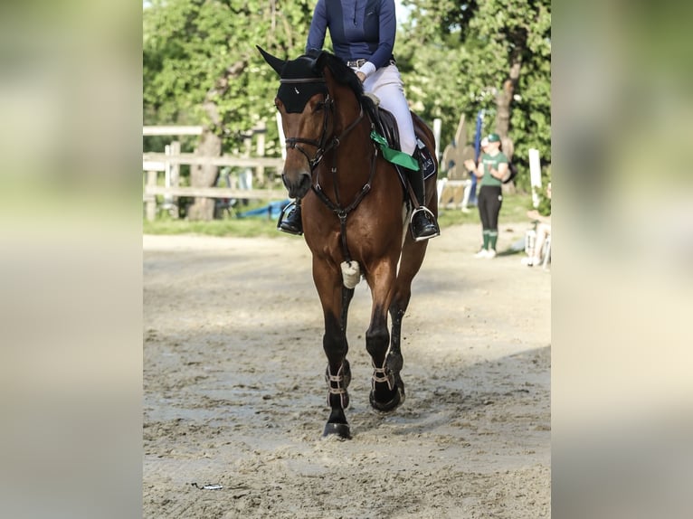 KWPN Gelding 7 years 16.2 hh Brown in Werne