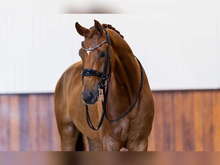 KWPN Gelding 7 years 16,2 hh Chestnut-Red in Kwadijk