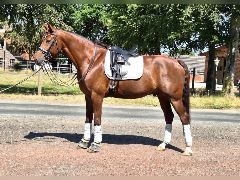 KWPN, Gelding, 7 years, 16.2 hh, Chestnut-Red