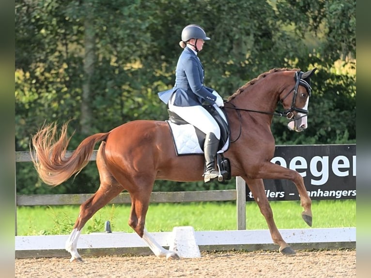 KWPN Gelding 7 years 16,2 hh Chestnut-Red in Ulft