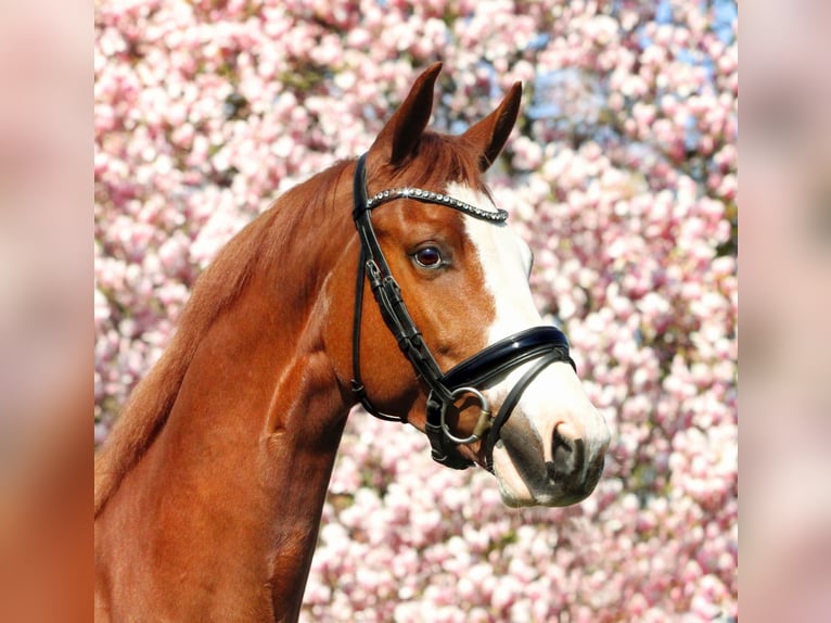 KWPN Gelding 7 years 16,2 hh Chestnut-Red in Ulft