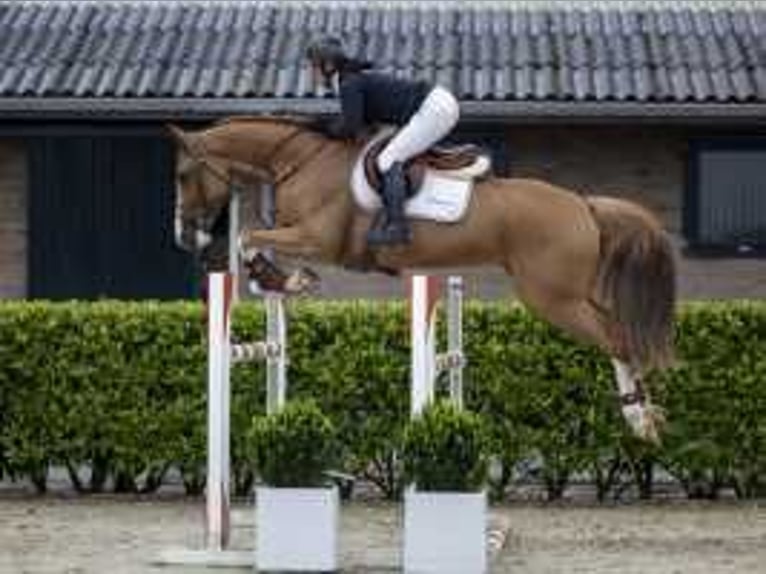 KWPN Gelding 7 years 16,2 hh Chestnut-Red in Waddinxveen