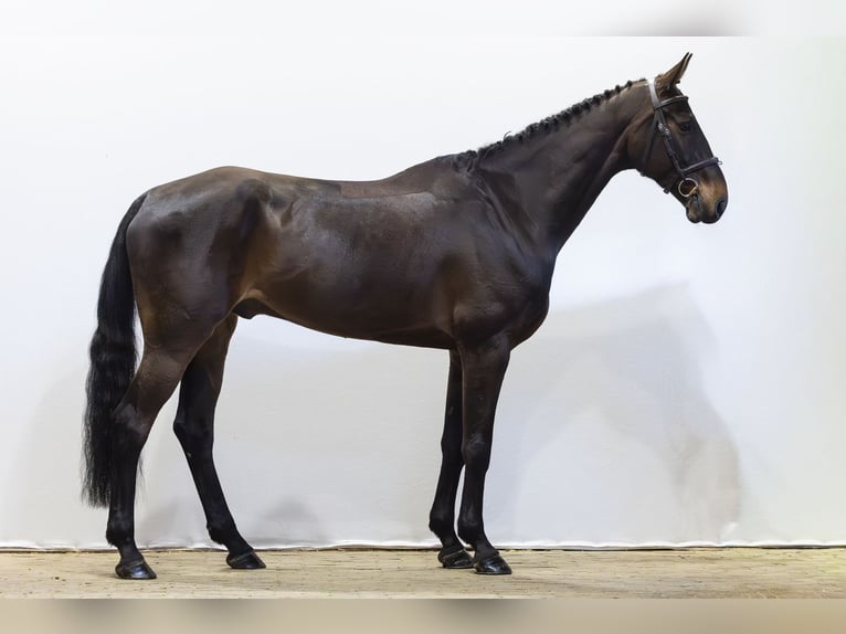 KWPN Gelding 7 years 16.2 hh  in Waddinxveen