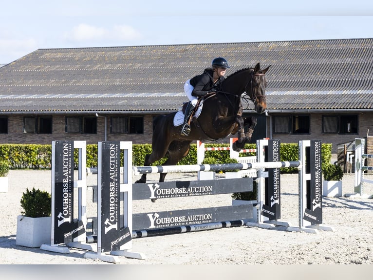 KWPN Gelding 7 years 16.2 hh  in Waddinxveen