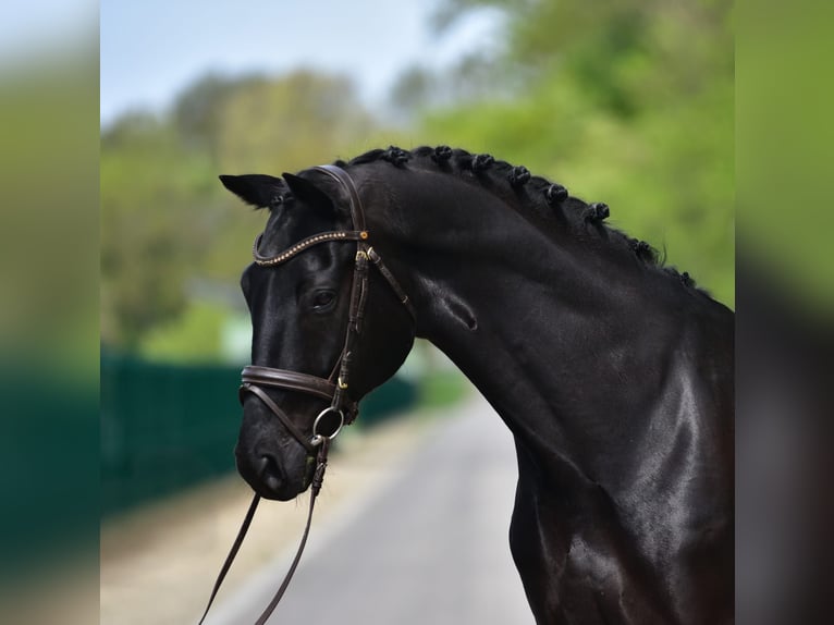 KWPN Gelding 7 years 16.2 hh Smoky-Black in Grieselstein
