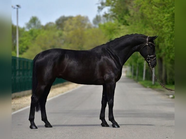 KWPN Gelding 7 years 16.2 hh Smoky-Black in Grieselstein