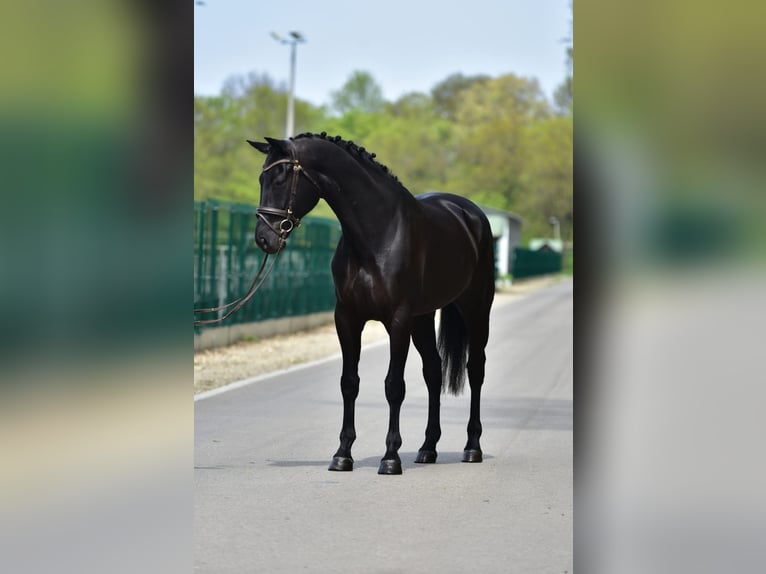KWPN Gelding 7 years 16.2 hh Smoky-Black in Grieselstein