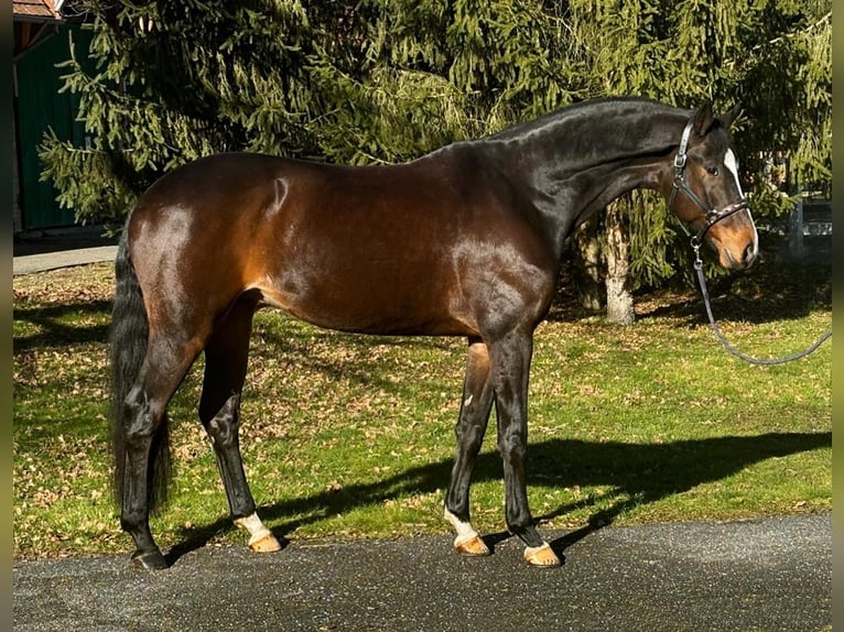 KWPN Gelding 7 years 16,3 hh Bay-Dark in Halbenraon