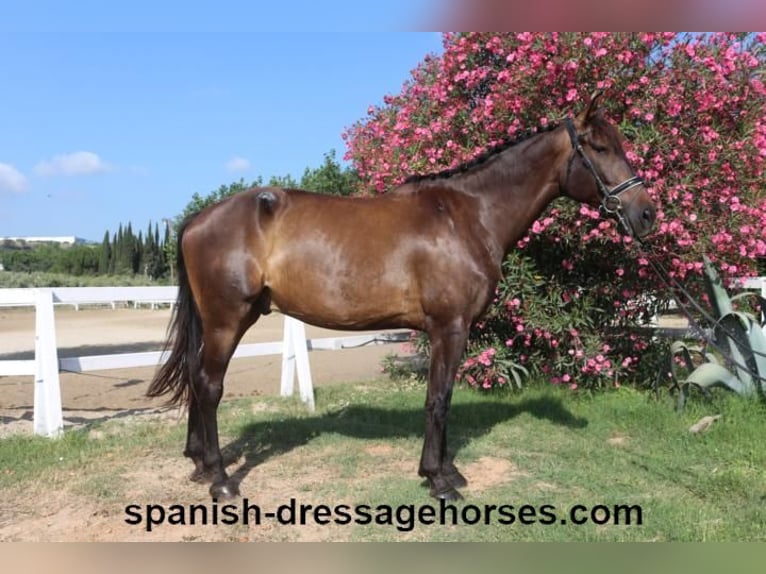 KWPN Gelding 7 years 16,3 hh Bay-Dark in Barcelona