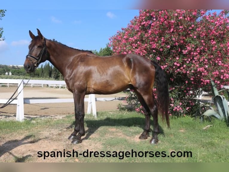 KWPN Gelding 7 years 16,3 hh Bay-Dark in Barcelona