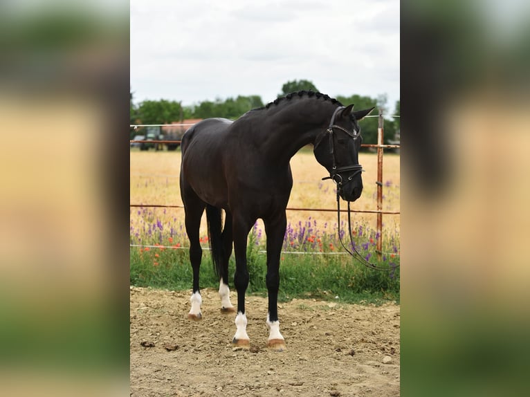 KWPN Gelding 7 years 16.3 hh Bay-Dark in Balatonfüred