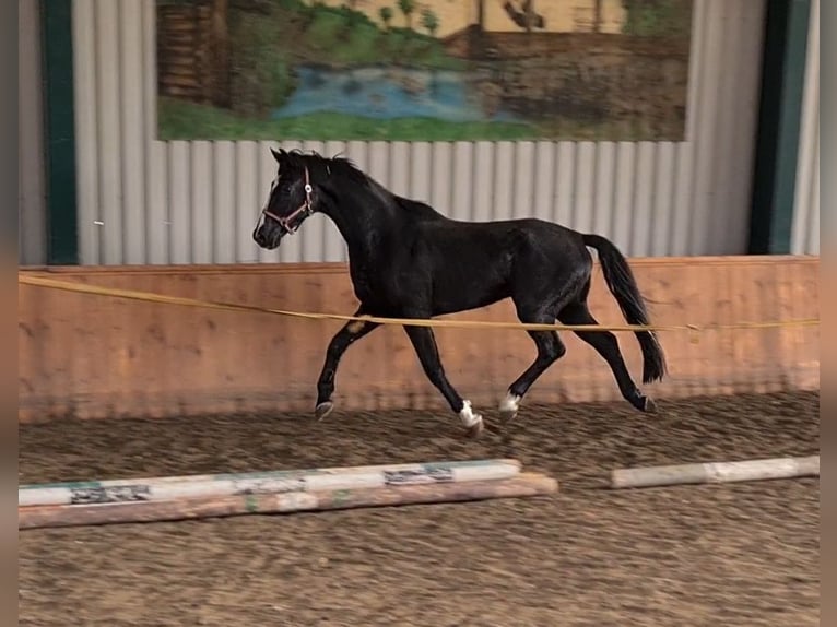 KWPN Gelding 7 years 16,3 hh Black in Békéscsaba