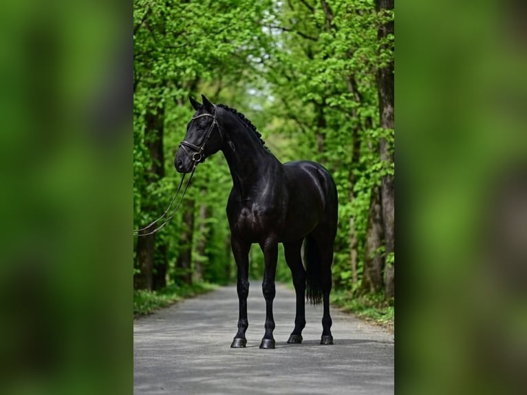 KWPN Gelding 7 years 16.3 hh Black in Rottenburg am Neckar