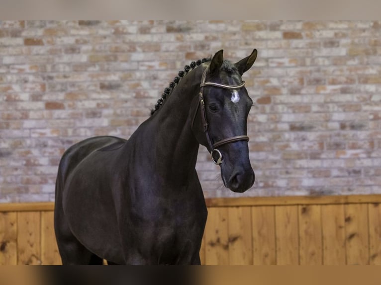 KWPN Gelding 7 years 16.3 hh Black in Kecskemét
