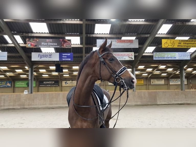 KWPN Gelding 7 years 16,3 hh Chestnut in Hippolytushoef