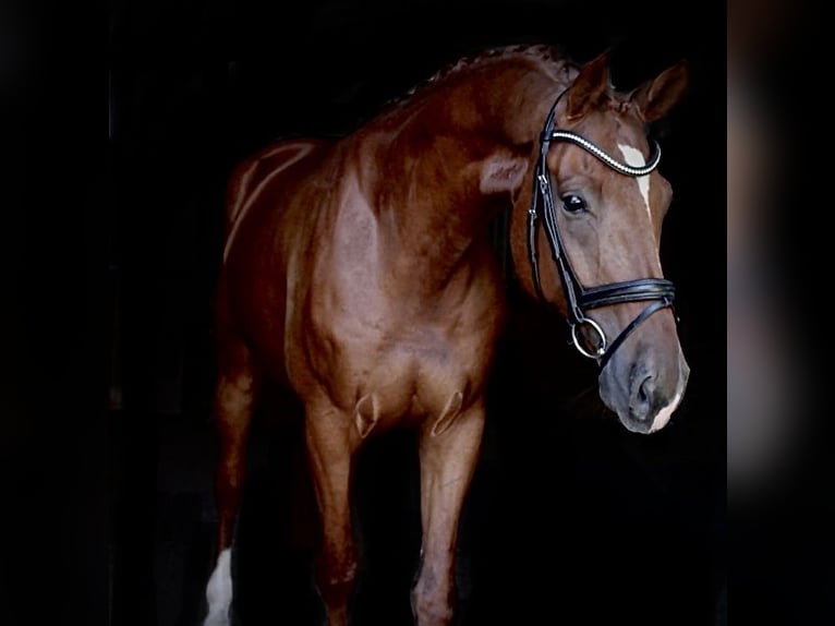 KWPN Gelding 7 years 16,3 hh Chestnut-Red in Recke, bei Osnabrück