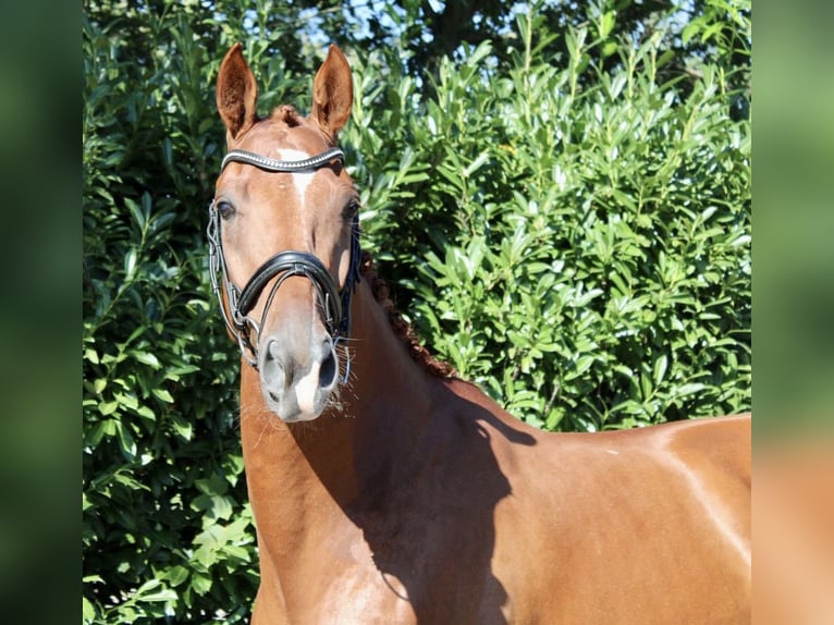 KWPN Gelding 7 years 16,3 hh Chestnut-Red in Recke, bei Osnabrück