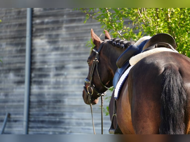 KWPN Gelding 7 years 16 hh Bay-Dark in Primarette