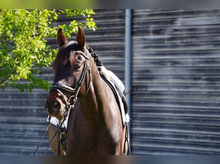KWPN Gelding 7 years 16 hh Bay-Dark in Primarette