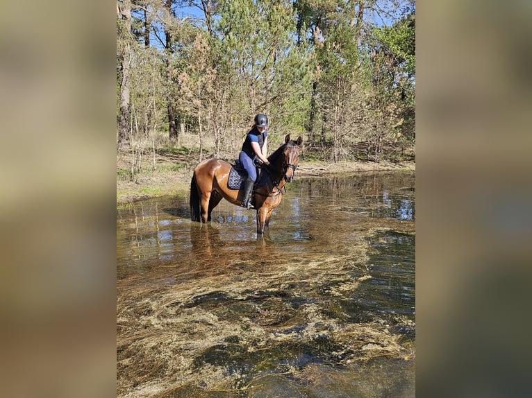KWPN Gelding 7 years 16 hh Bay-Dark in Heesch