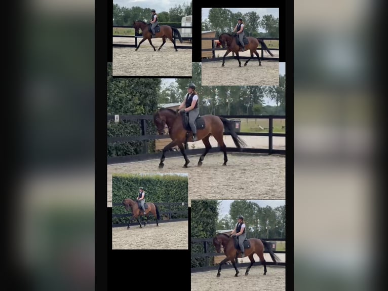 KWPN Gelding 7 years 16 hh Bay-Dark in Heesch