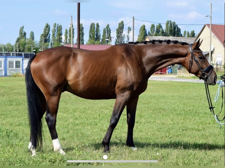 KWPN Gelding 7 years 16 hh Bay in Nagytarcsa
