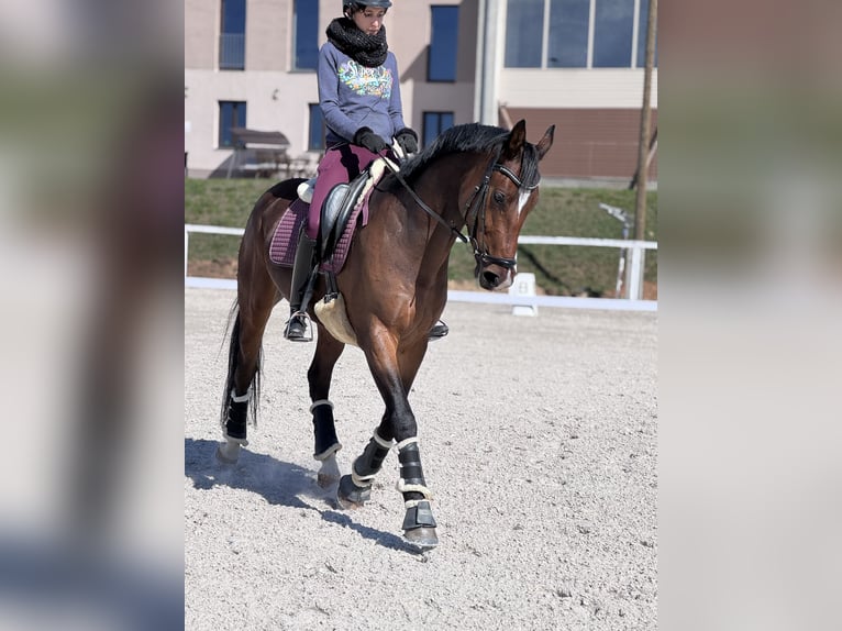 KWPN Gelding 7 years 16 hh Bay in Nagytarcsa