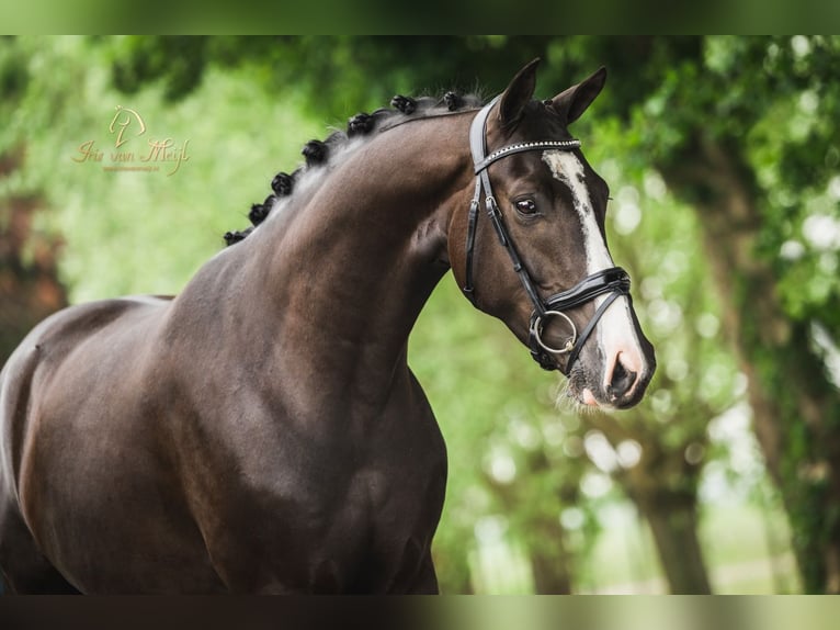 KWPN Gelding 7 years 16 hh Black in Lelystad