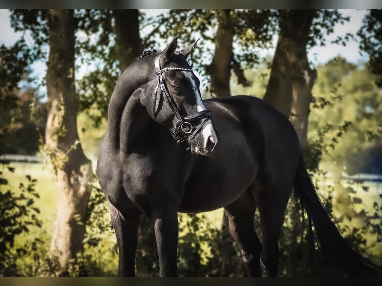 KWPN Gelding 7 years 16 hh Black in Lelystad