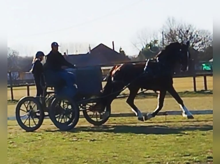 KWPN Gelding 7 years 16 hh Brown in Szeged
