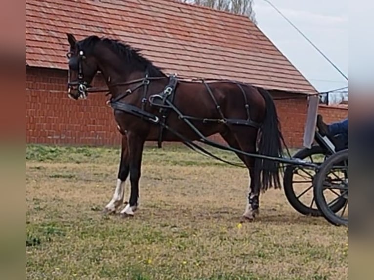 KWPN Gelding 7 years 16 hh Brown in Szeged