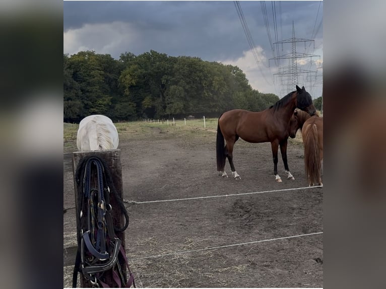KWPN Gelding 7 years 16 hh Brown in Marl