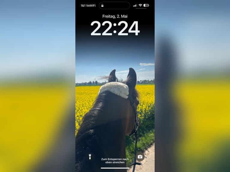 KWPN Mix Gelding 7 years 16 hh Brown in M&#xF6;nchengladbach