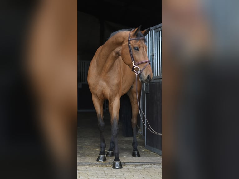 KWPN Gelding 7 years 16 hh Brown in Geilenkirchen