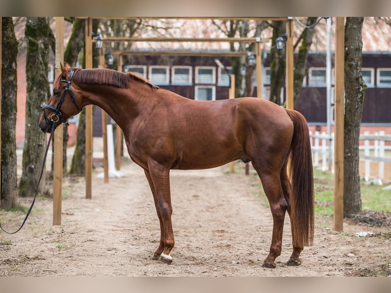 KWPN Gelding 7 years 16 hh Chestnut in Rukla