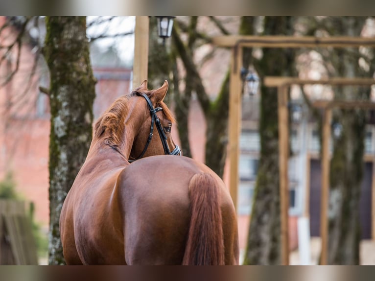 KWPN Gelding 7 years 16 hh Chestnut in Rukla