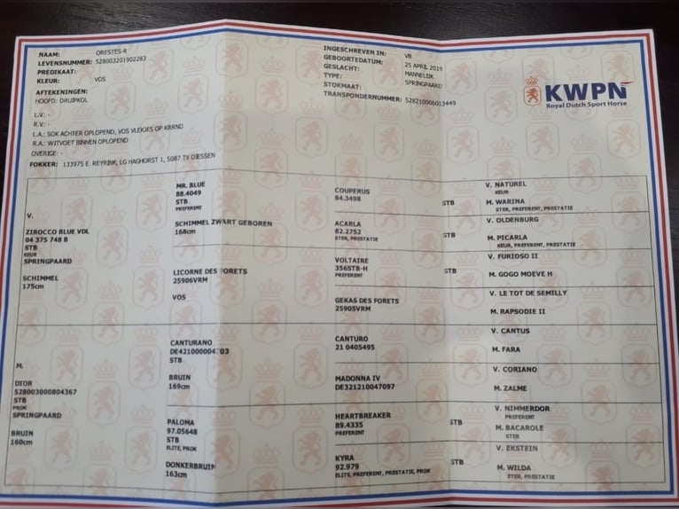 KWPN Gelding 7 years 16 hh Chestnut-Red in Piła